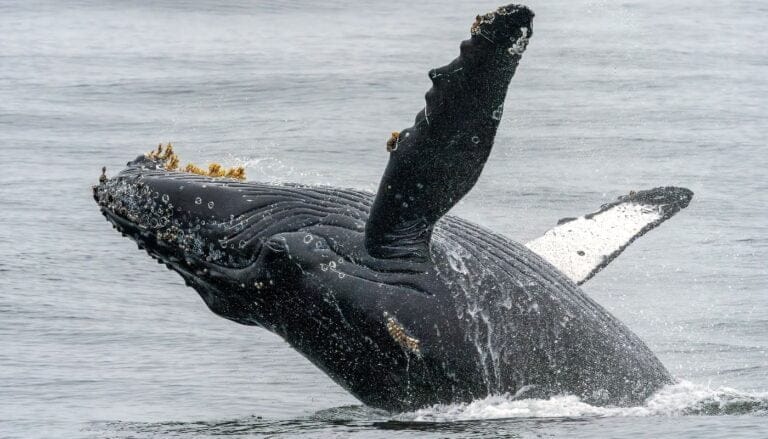 Monterey Bay er det bedste sted langs Californiens kyst at observere gråhvaler 7 Monterey Bay Whale