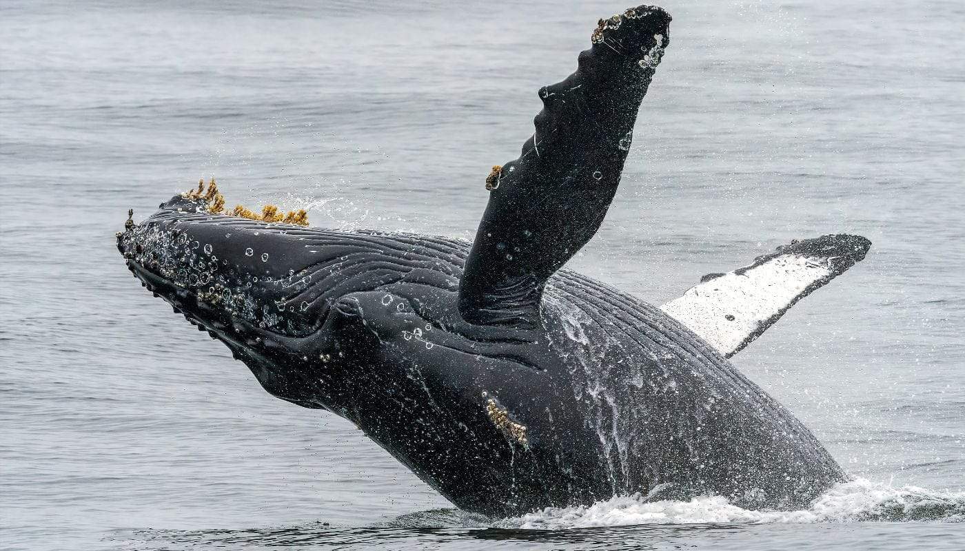 Monterey Bay er det bedste sted langs Californiens kyst at observere gråhvaler 1 Monterey Bay Whale