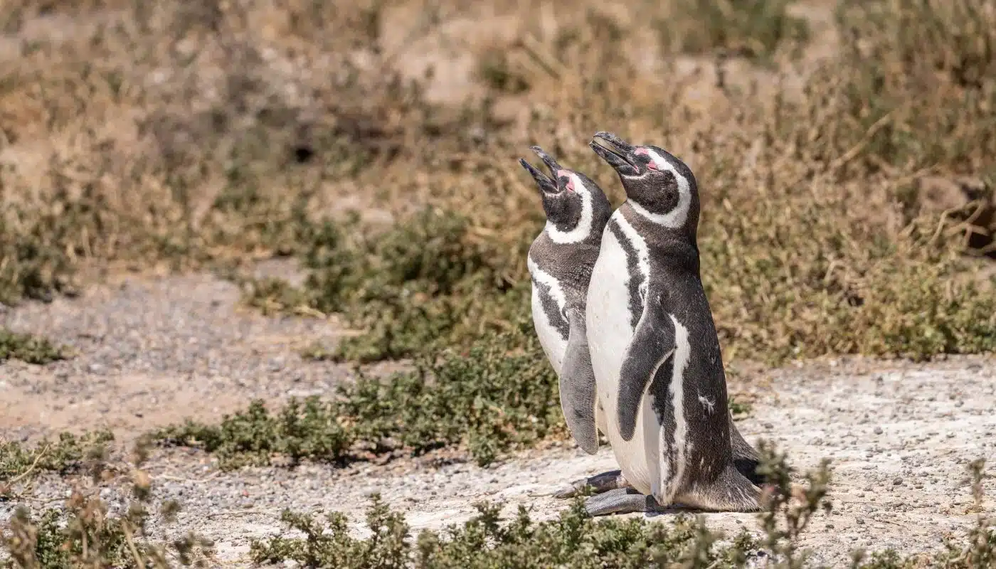 Penguins i Punta Tombo