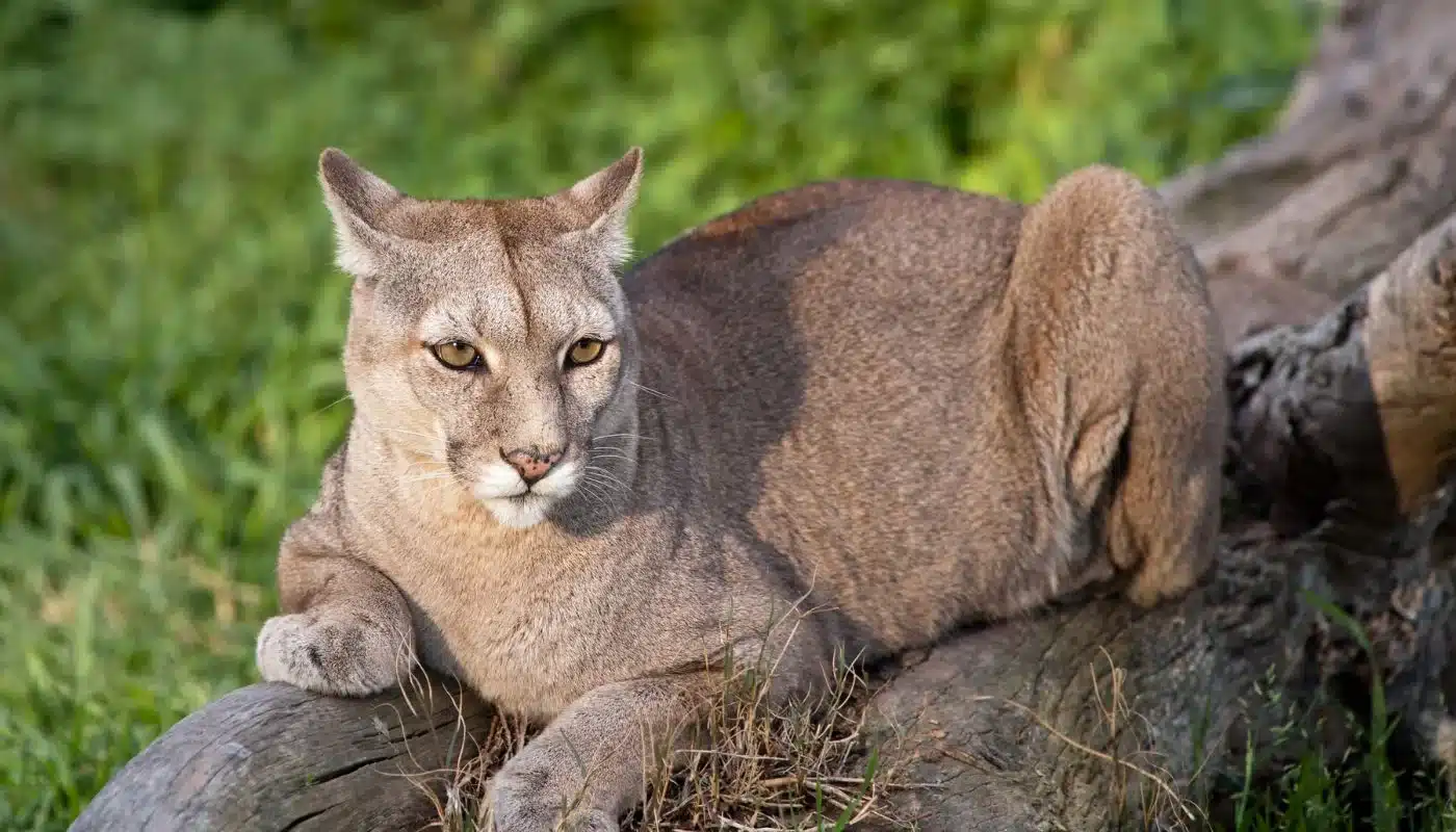 Puma i Patagonien