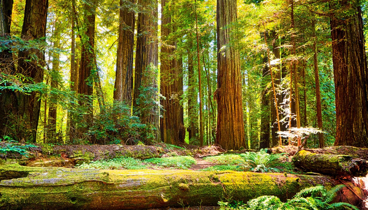 Californiens naturparker - Redwood National Park