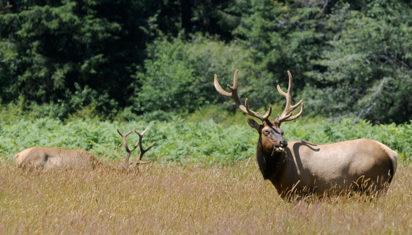 Californiens naturparker - Roosevelt Elk