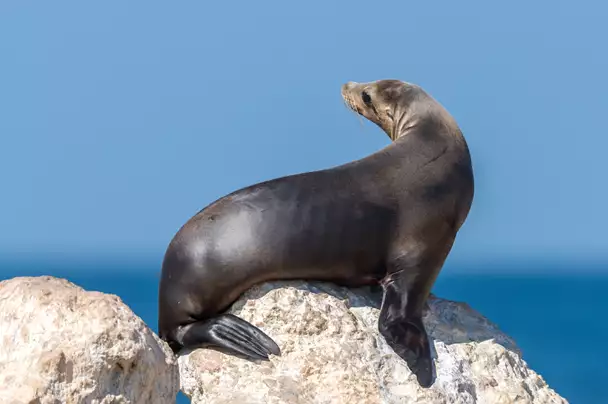 Sea Lion