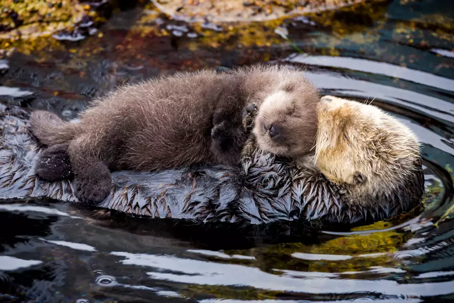 Sea Otter