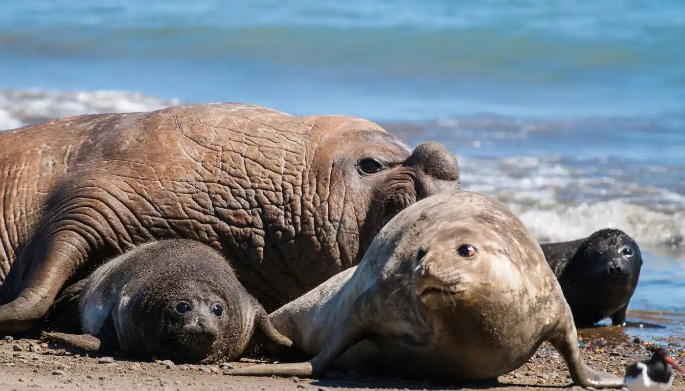 Sæler ved Peninsula Valdes