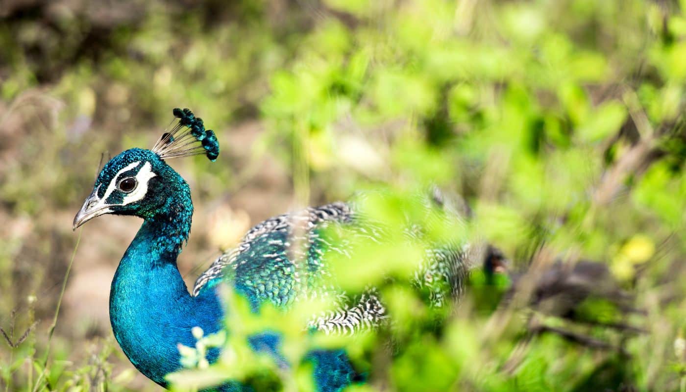 Sri Lankan Peacock