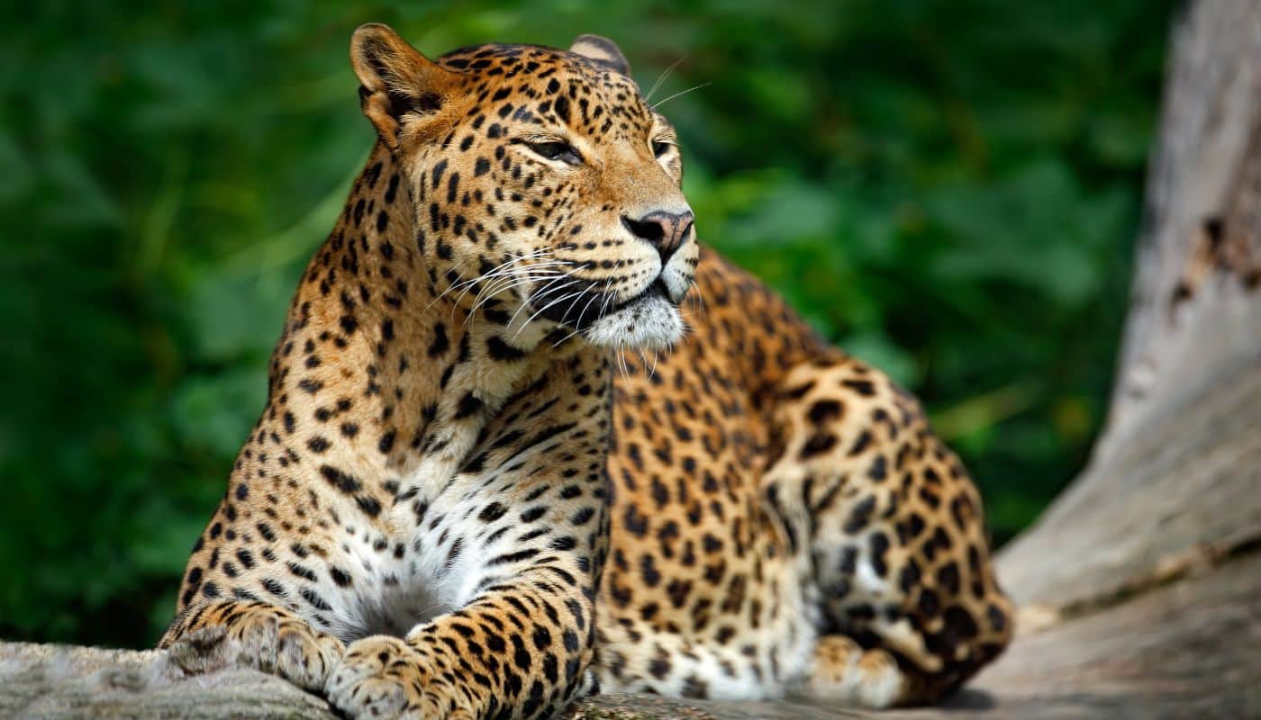 Sri Lankan Leopard