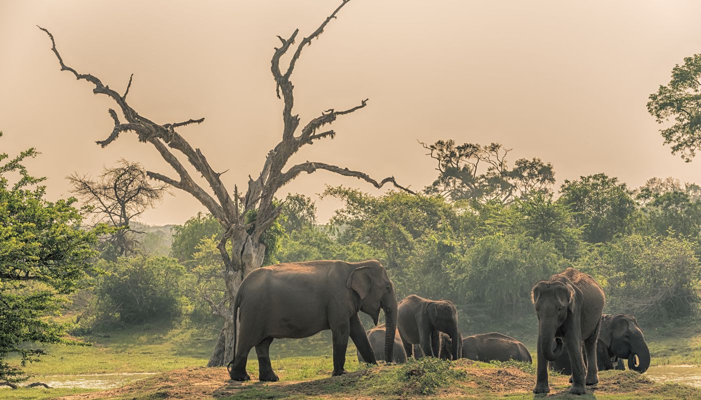 Elefanter i Yala National Park