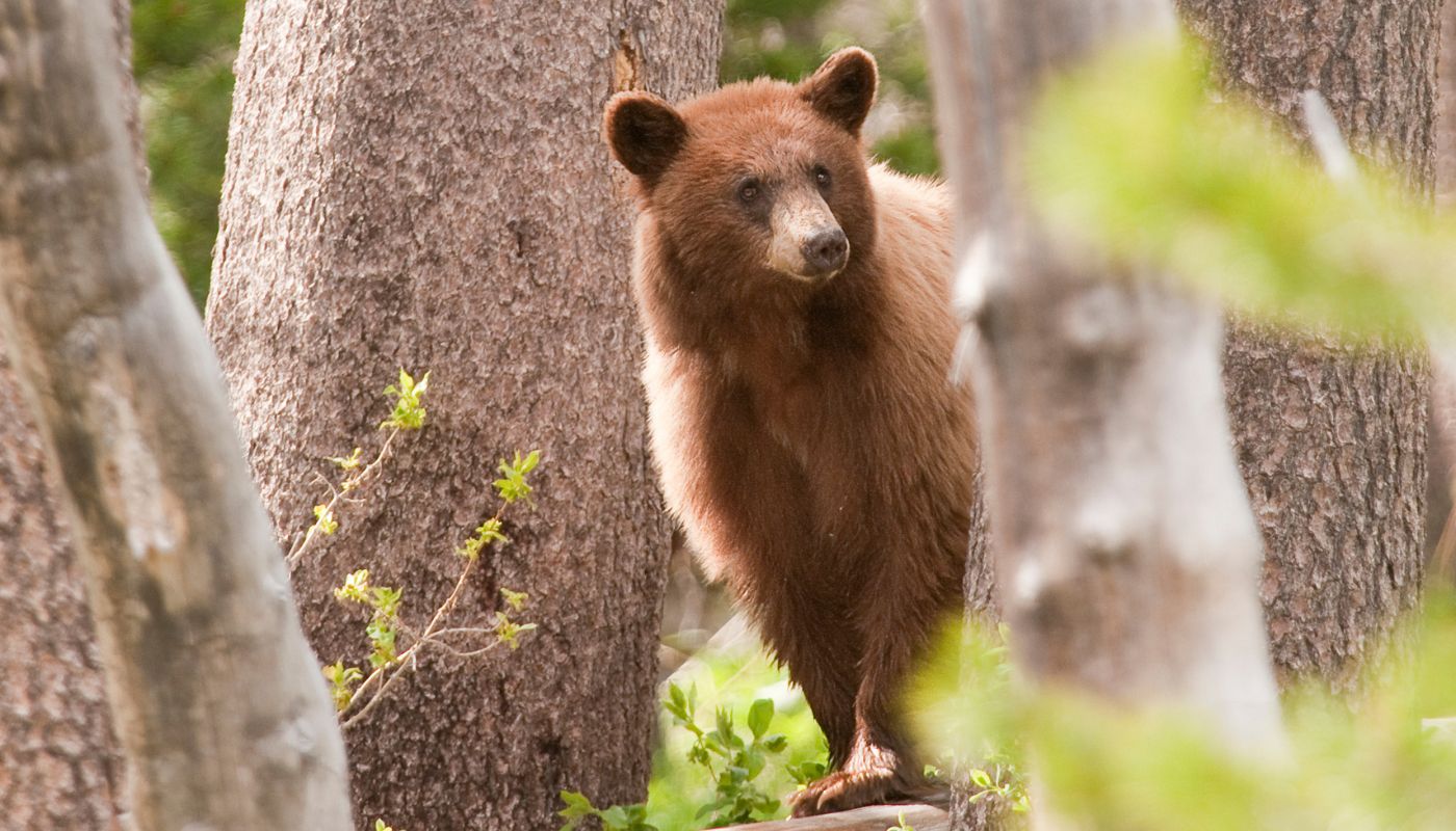 En lille bjørneunge i Yosemite National Park