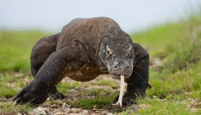 komodo dragon