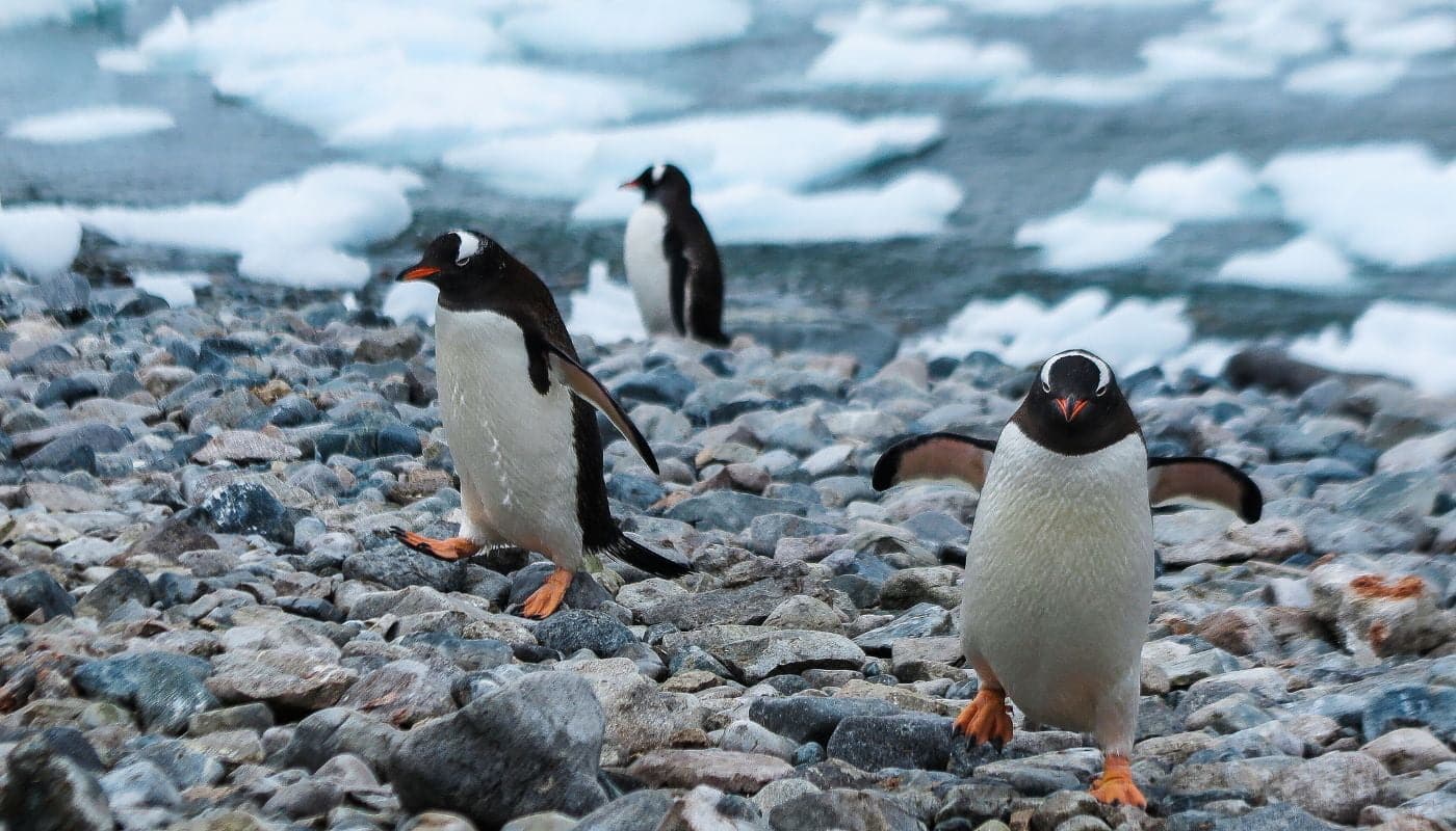 Antarktis og Arktis - Pingviner