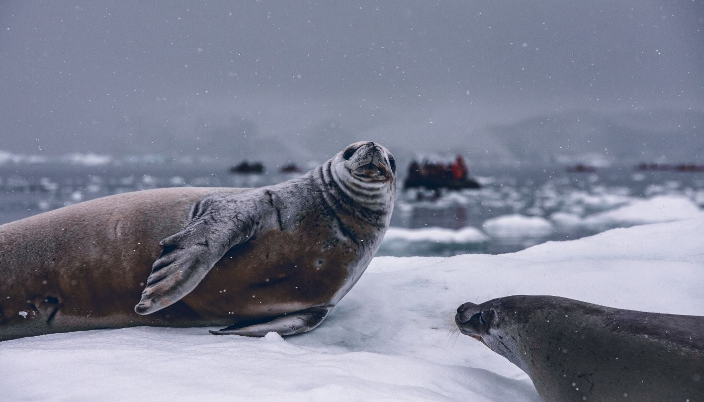 Sæler i Antarktis