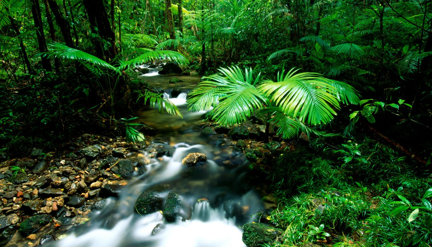 Daintree Rainforest, Australien