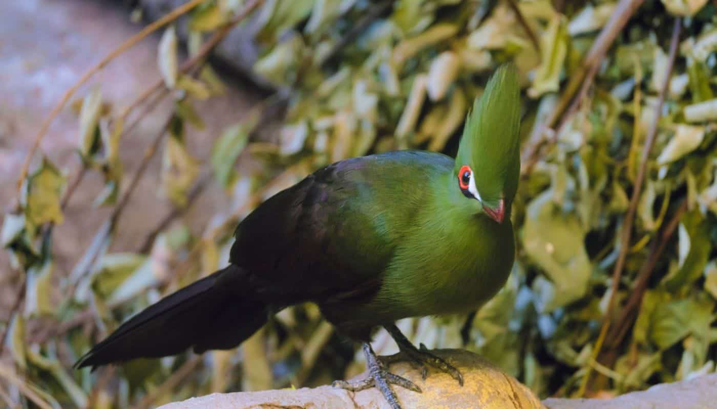 Guinea turaco fra Vestafrika