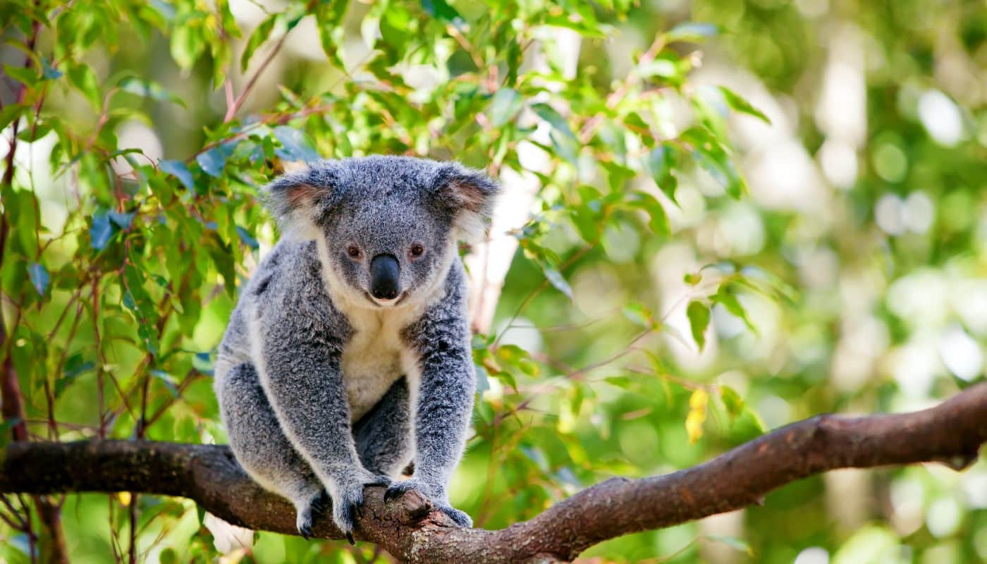 Koala