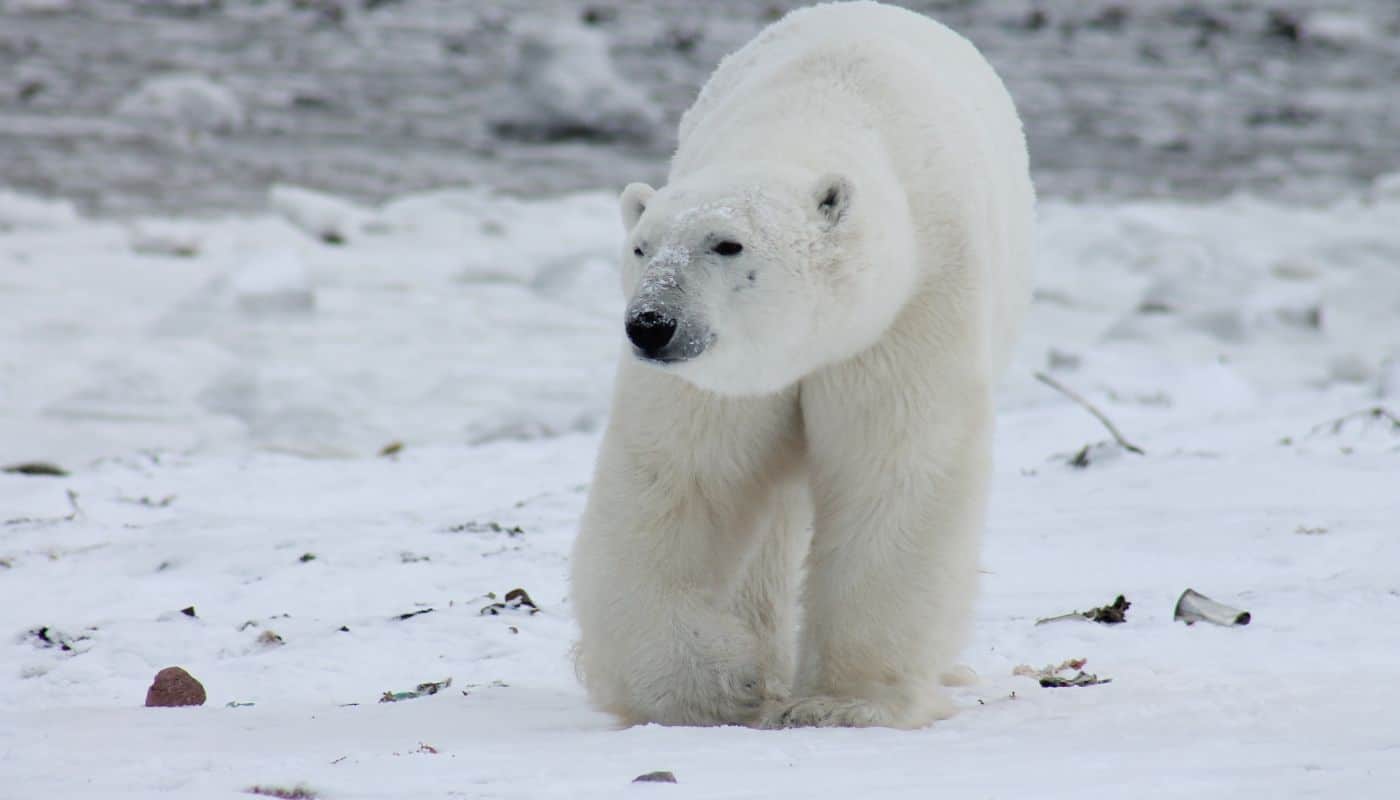 En isbjørn i det arktiske område