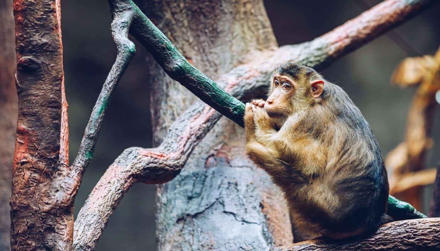 Sundaland pigtail macaque