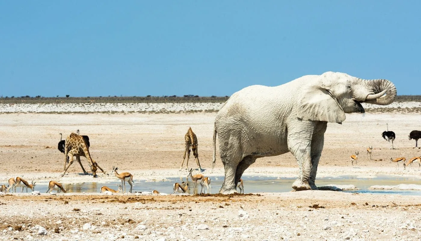 Etosha National Park i Namibia, Se næsehorn i Afrika
