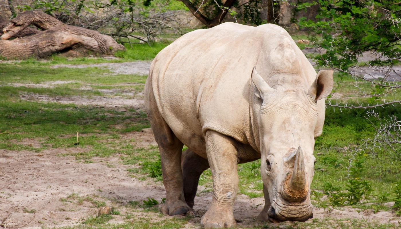 Næsehorn er de store dyr på savannen 1 White rhino