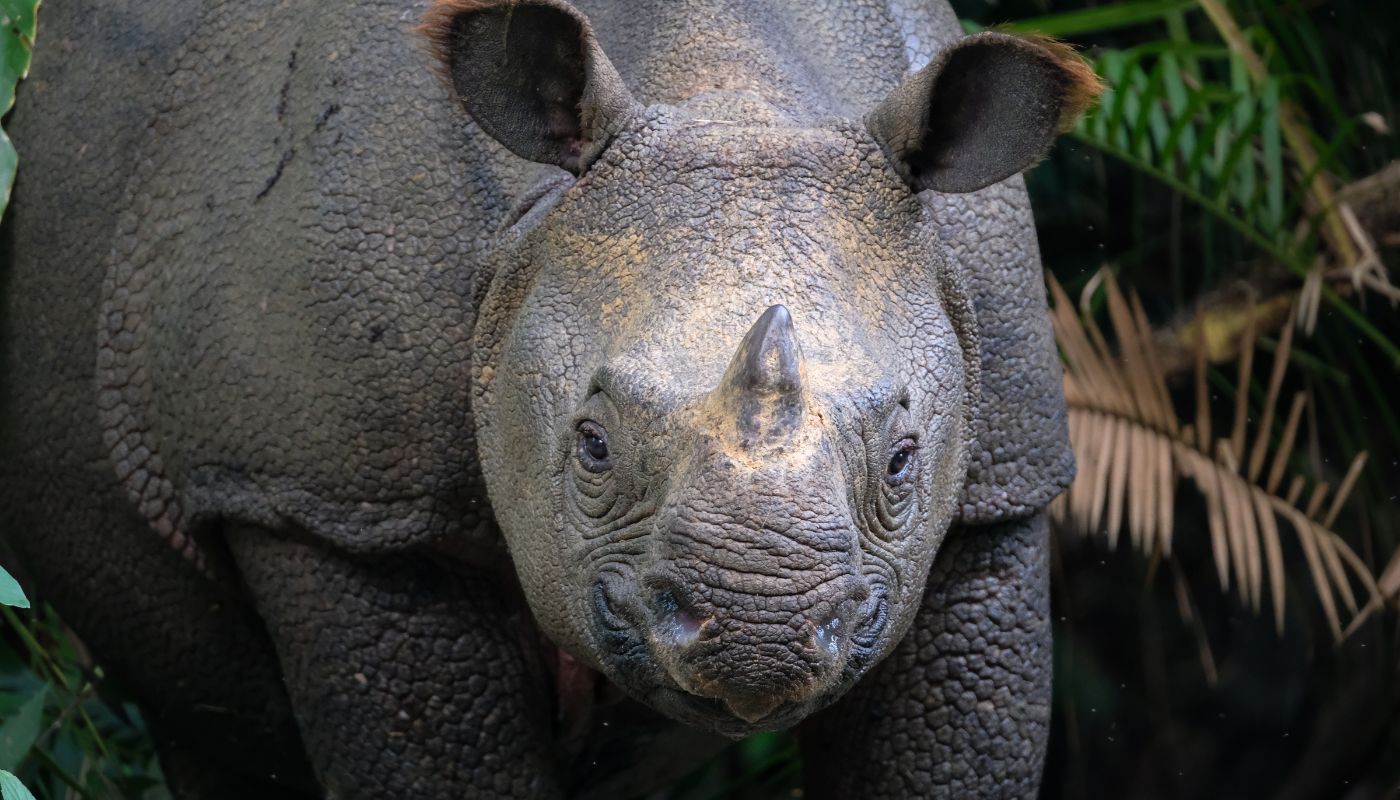 Næsehorn er de store dyr på savannen 4 Java-næsehorn