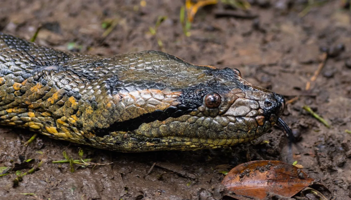 Anaconda