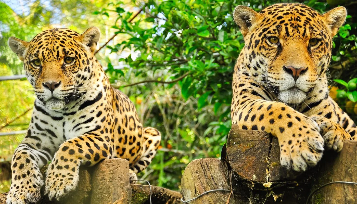 Jaguarer i Amazonas