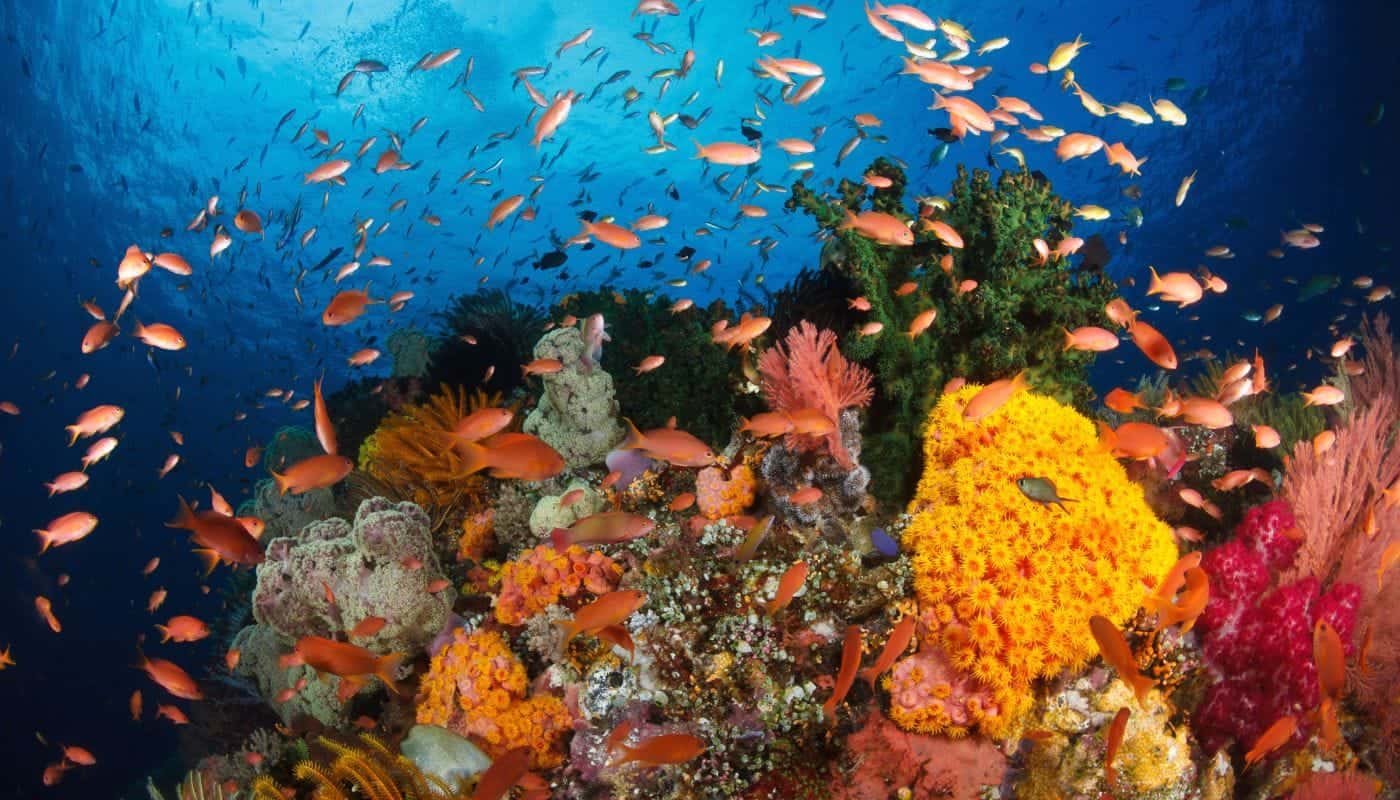 Raja Ampat
