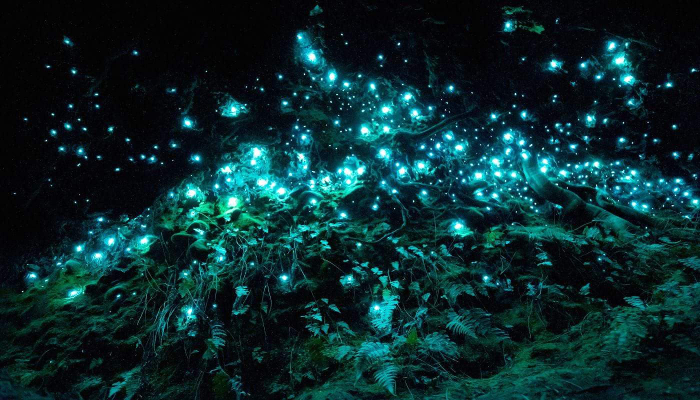 Waitomo Glowworm Huler, New Zealand