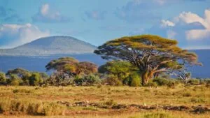 Rejser til Afrika og til over 20 afrikanske lande