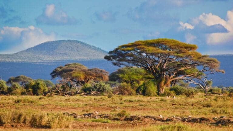 Afrika