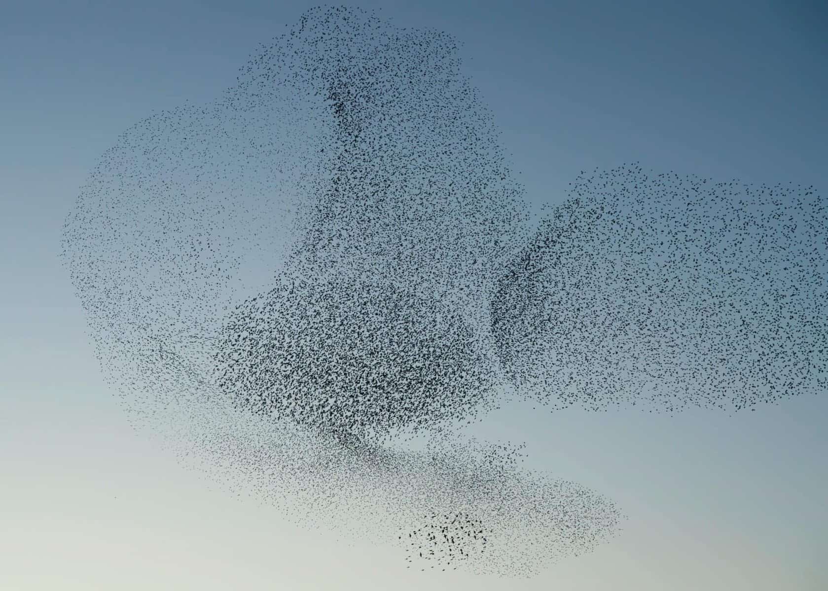 Sort sol er betagende stære formationer på himlen