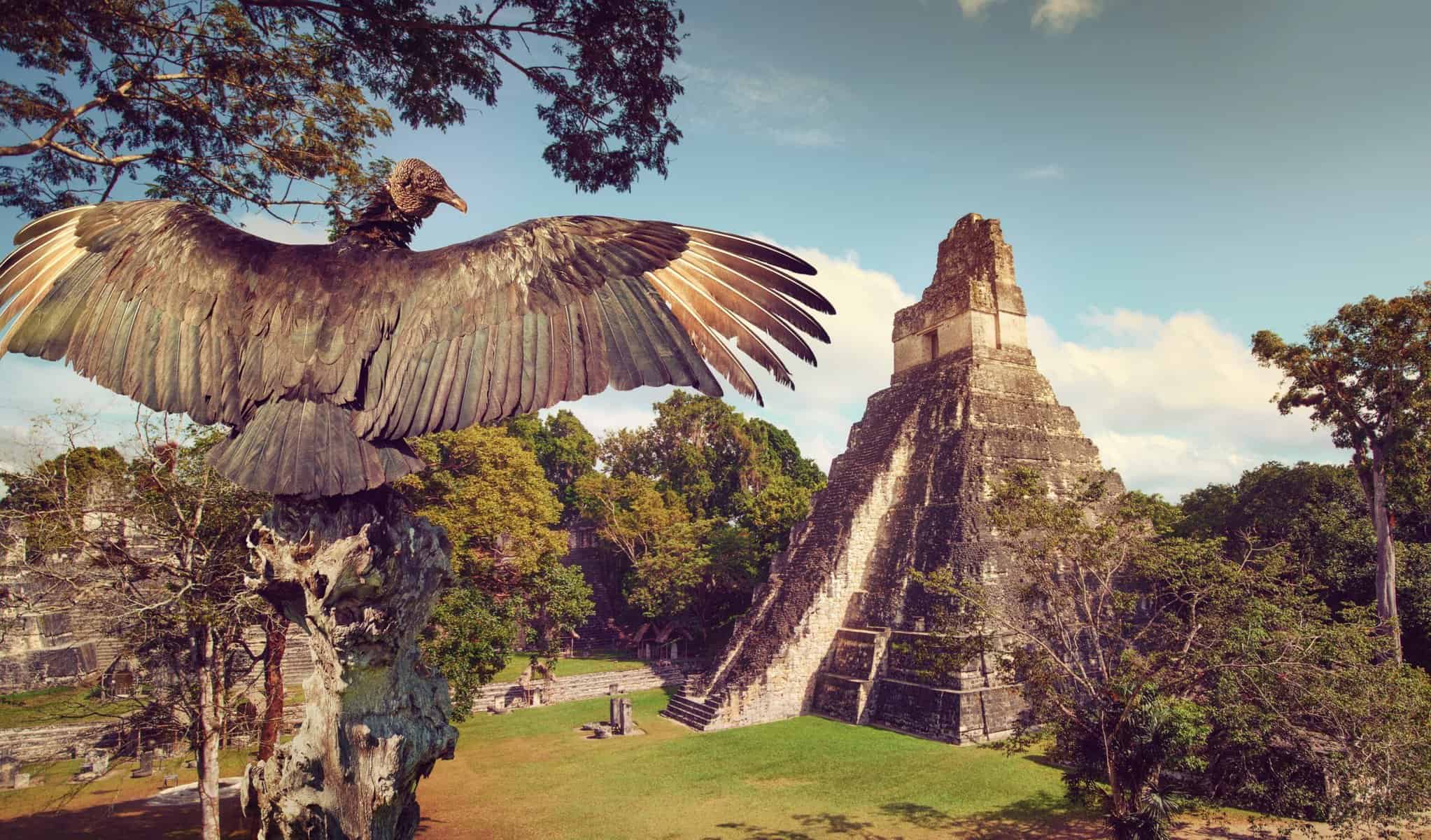 Turen gennem junglen til El Mirador. På eventyr i  Guatemala