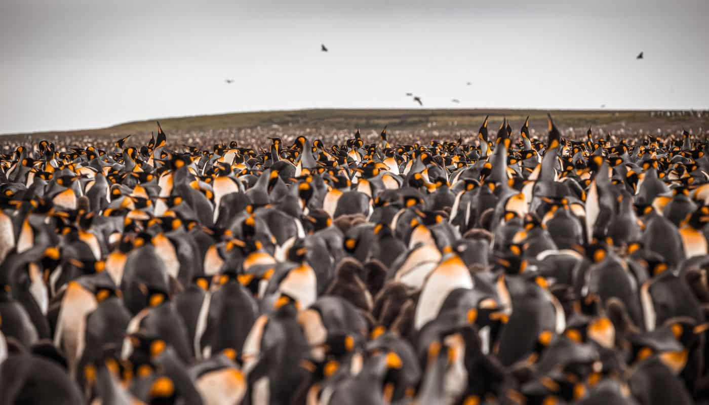 Large group of emperor penguins on the Kerguelen Islands