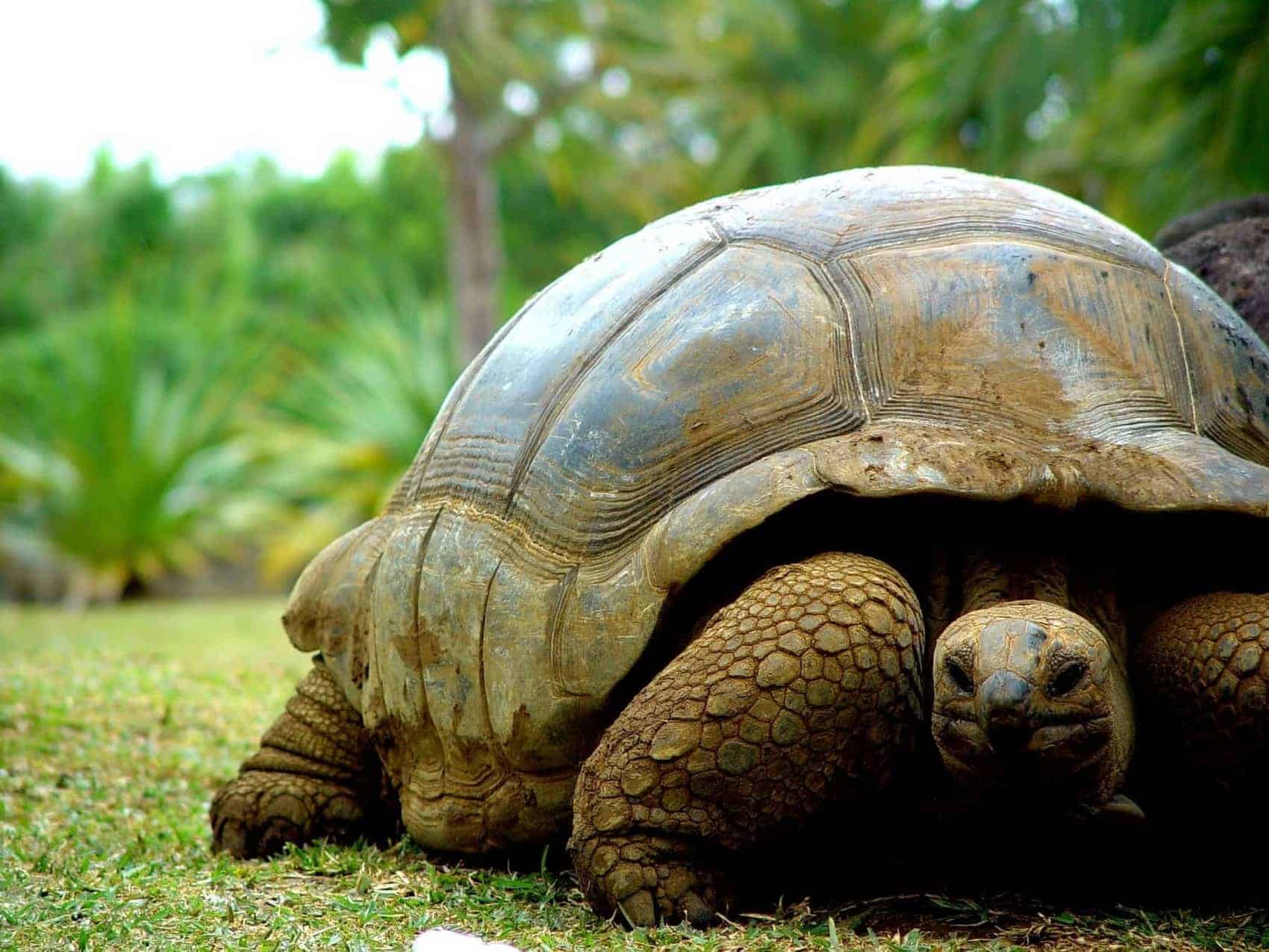 Mauritius skildpadde, ca. 100 år