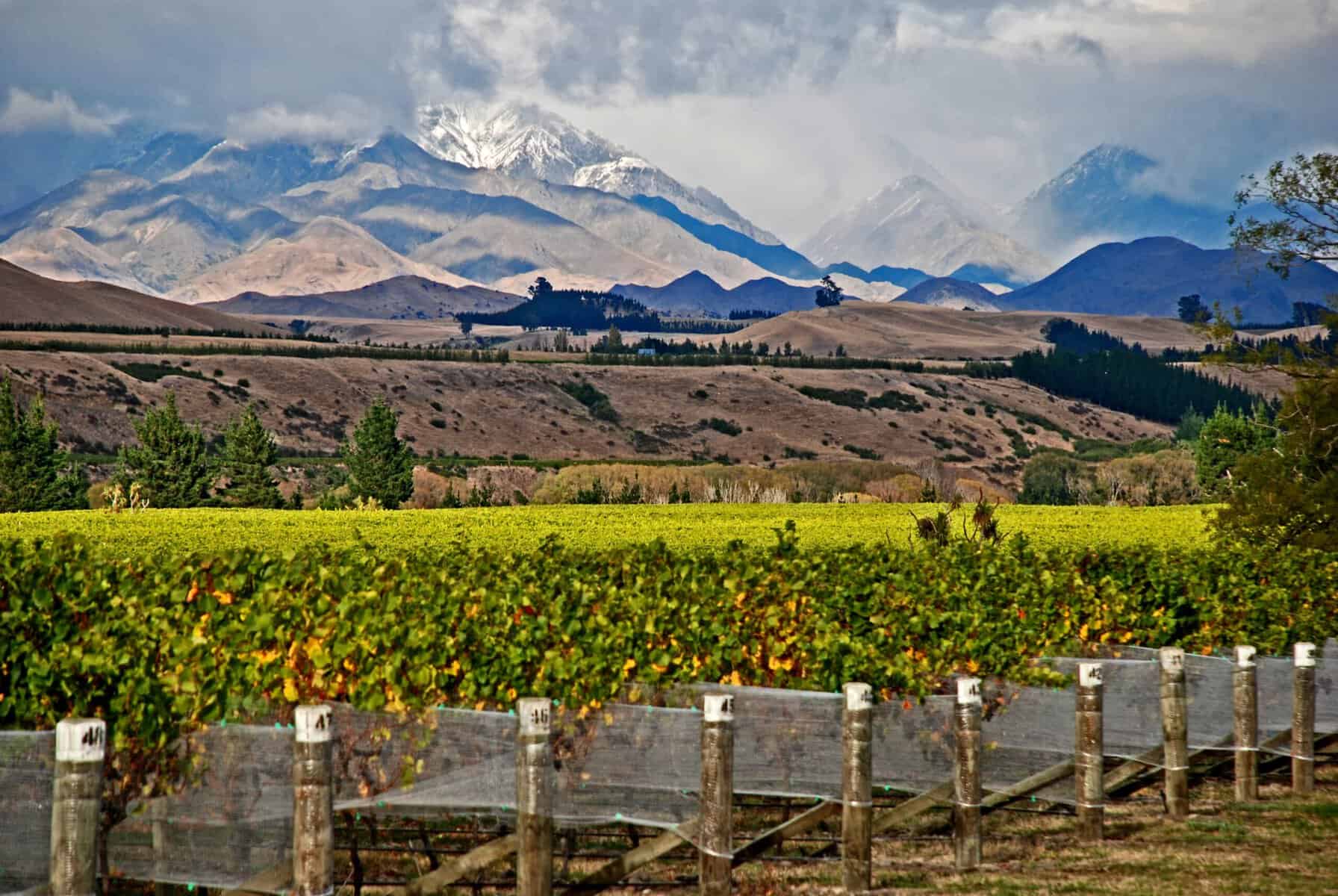 På vinrejse i New Zealand