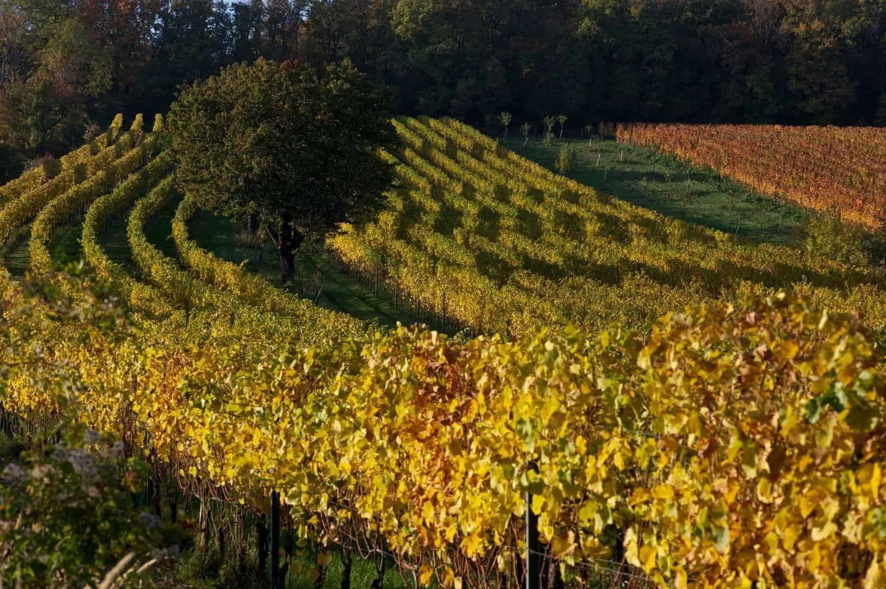 Østrigsk vin og kultvinen Veltliner