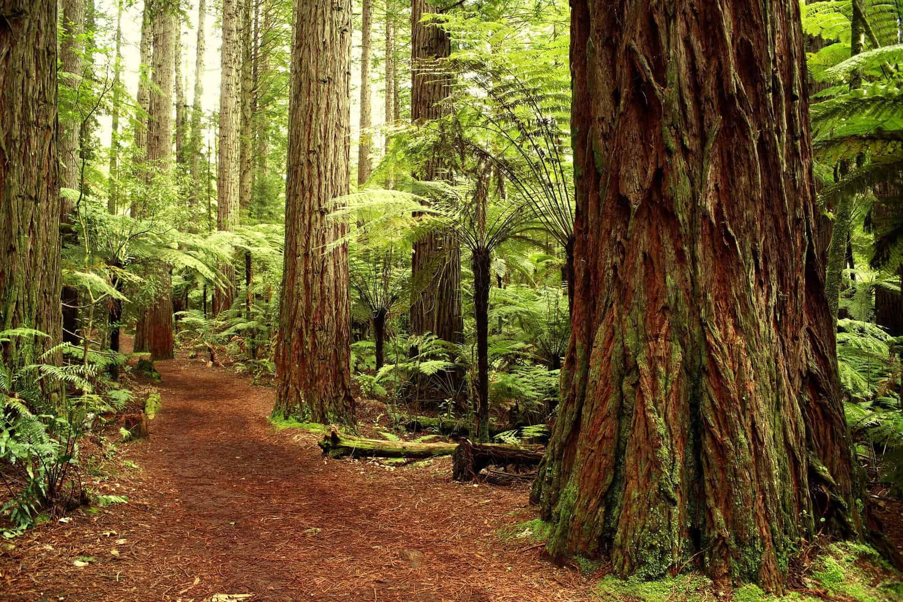 Californiens naturparker: Fra Majestic Mountains til de frodige kæmpe Redwood-skove