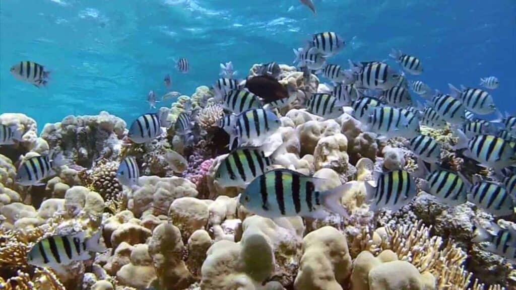 Sharm-El-Sheihk-dykkerferie