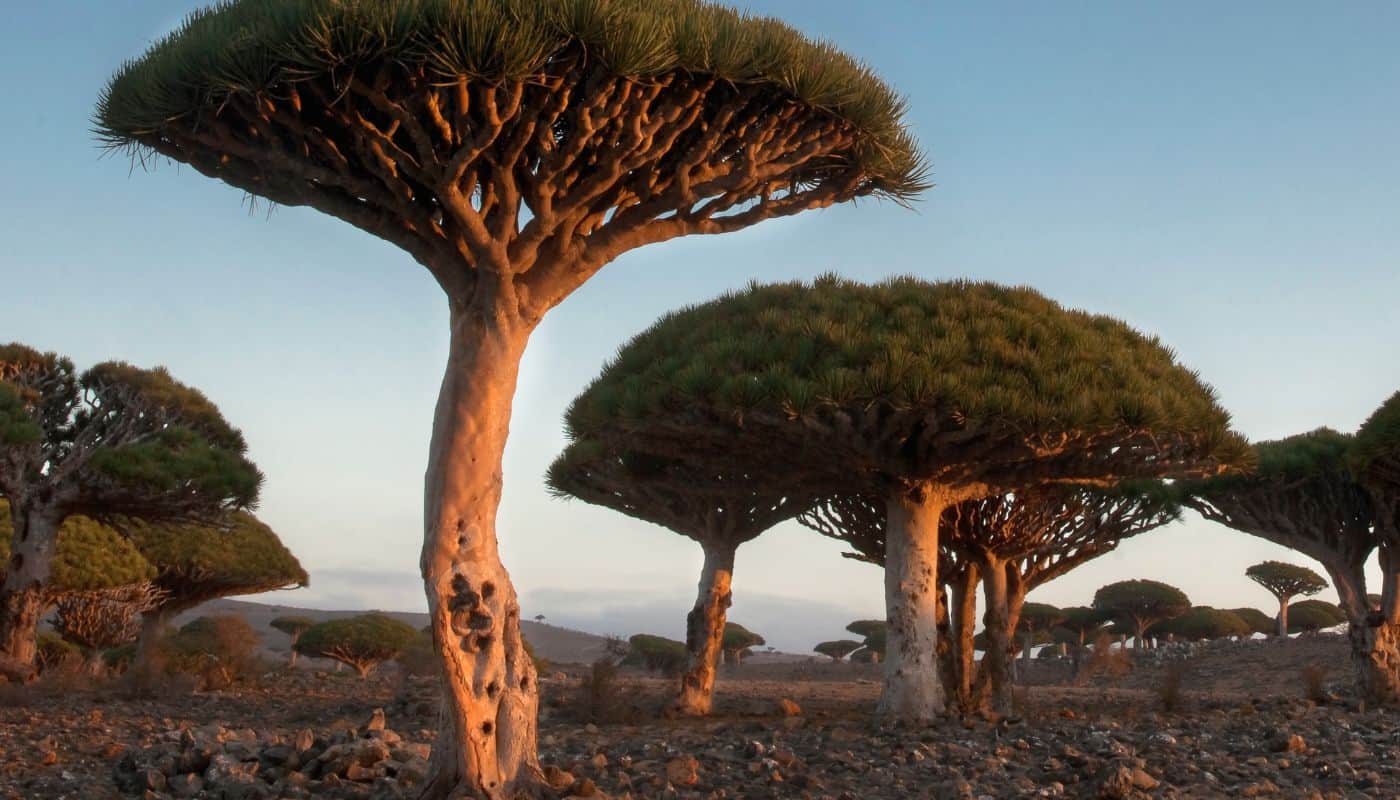 De mest sjældne rejsemål i verden - Socotra, Yemen