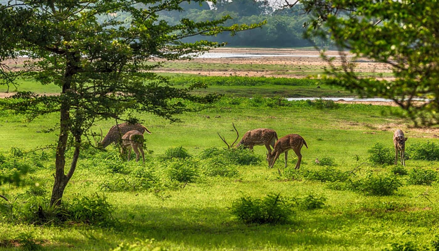 Yala National Park i Sri Lanka