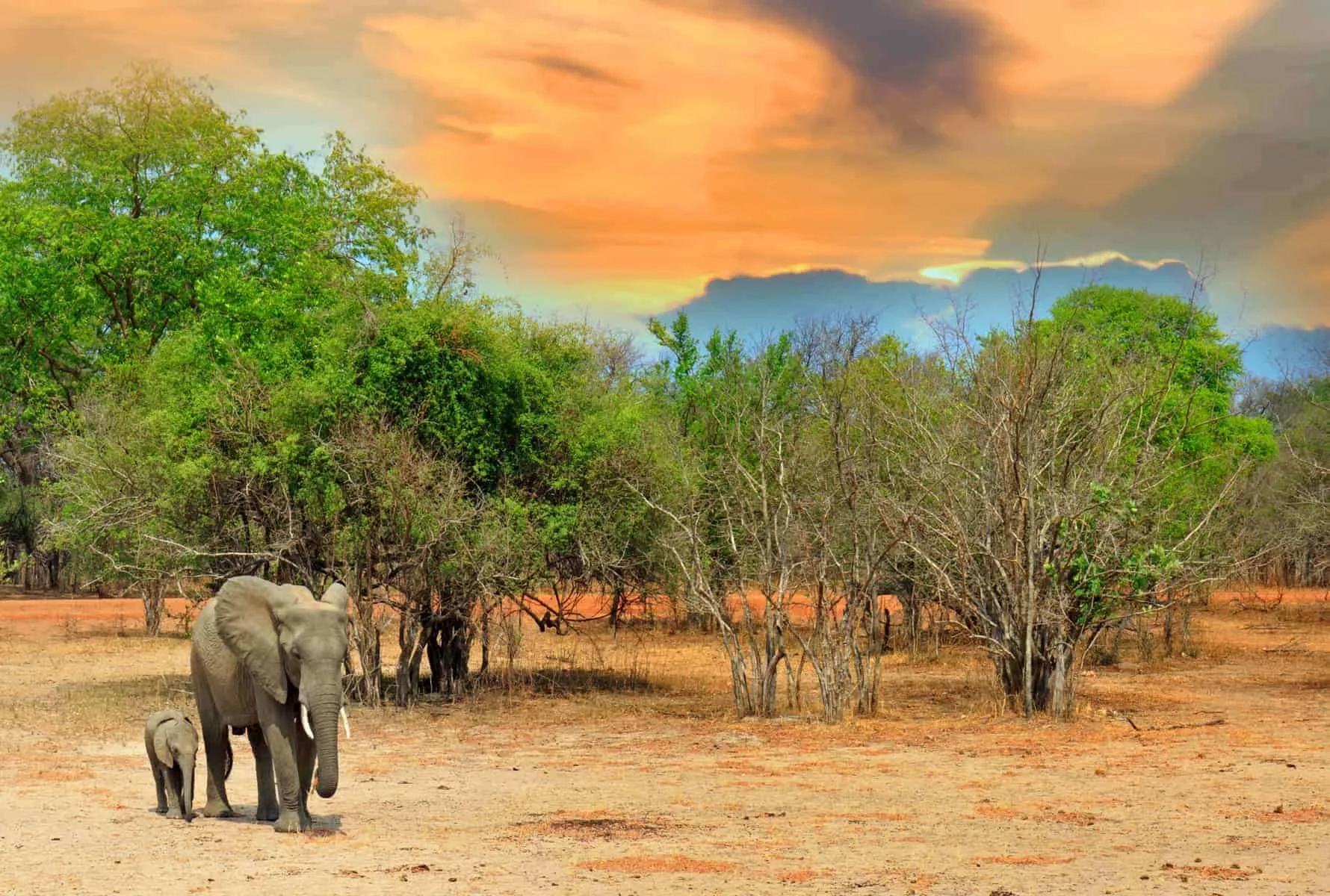 Safari i Zambia – big 5 hunting