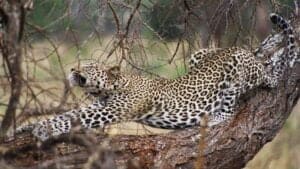Hun leopard i Tanzania