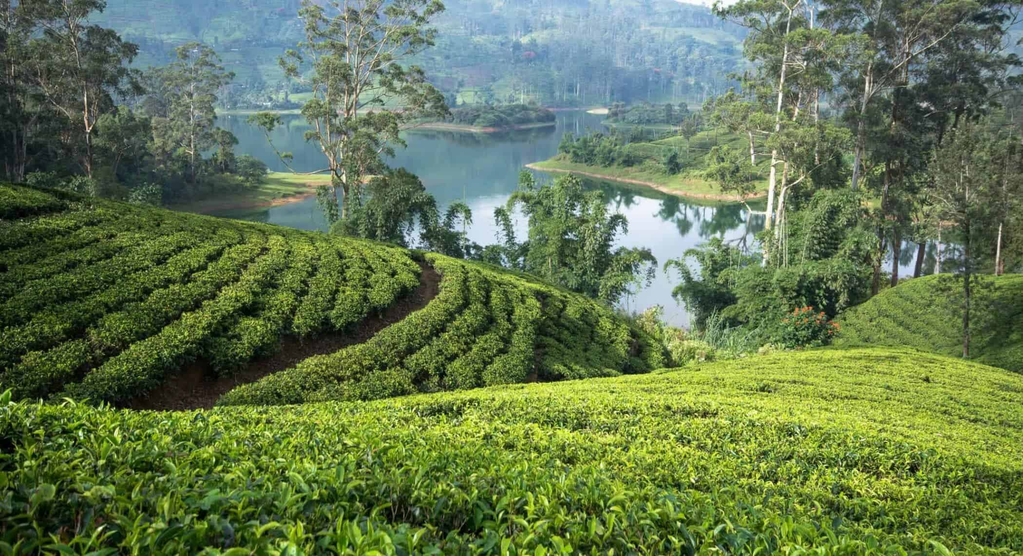 Rejs til Sri Lanka  – et umådeligt smukt land