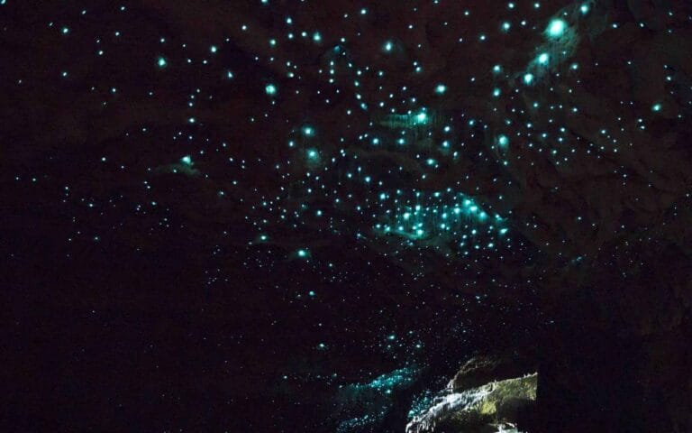 Waitomo Glow worms Caves, Dyb grotte i New Zealand 8 waitomo glow worms, New Zealand