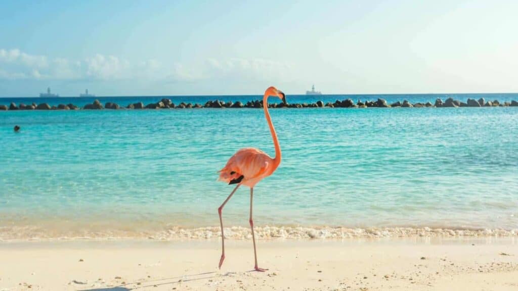 Aruba flamingo