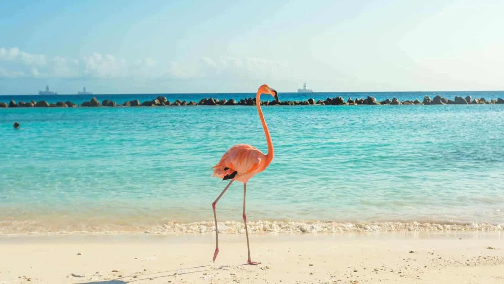 Rejseinteresser 22 Aruba flamingo