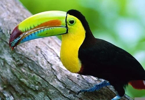 Belize toucan fuglen med det lille næb