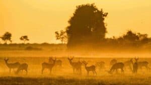 Botswana