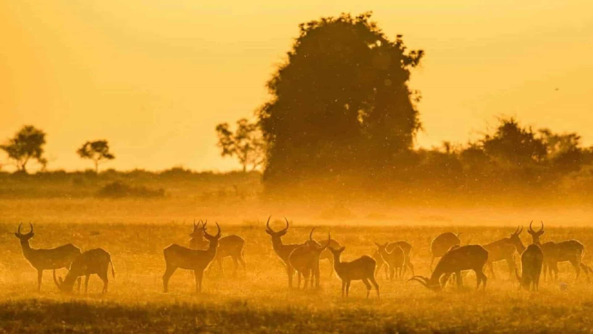 Rejseinteresser 42 Botswana