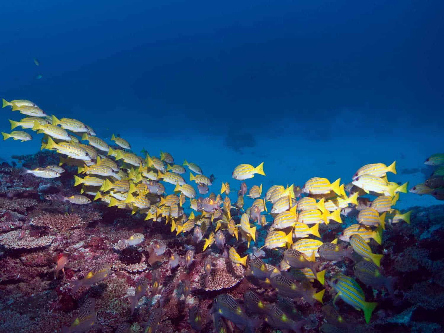 Dykkerferie på Maldivernes utrolige reefs, koralfisk
